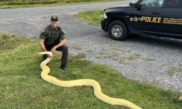 The snake was found to be in good health