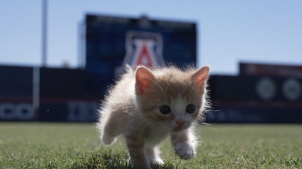 <i>KGUN via CNN Newsource</i><br/>Two Wildcats from the University of Arizona found two wild cats at Hi Corbett Field