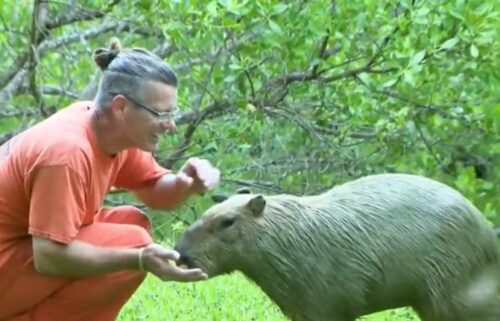 The Monroe County Sheriff's Office Animal Farm is an animal farm you have never seen before. All the animals live under the stilts of the jail