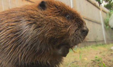 Gov. Maura Healey has issued a special permit allowing a beaver to stay at a Massachusetts wildlife facility after MassWildlife said she had to be released into the wild.