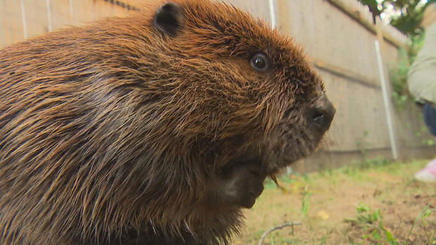 <i>WJZ via CNN Newsource</i><br/>Gov. Maura Healey has issued a special permit allowing a beaver to stay at a Massachusetts wildlife facility after MassWildlife said she had to be released into the wild.