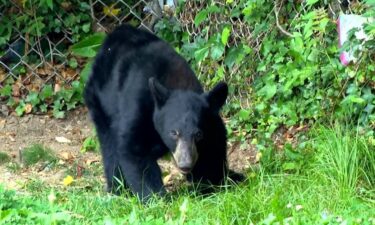 The N.C. Wildlife Resources Commission is receiving reports of an increase in human-black bear interactions in Asheville and Buncombe County.