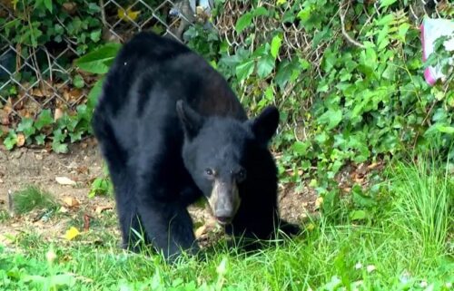 The N.C. Wildlife Resources Commission is receiving reports of an increase in human-black bear interactions in Asheville and Buncombe County.