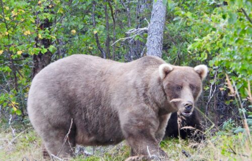 This photo of 32 Chunk was taken on September 9. It proves he's earned his name.