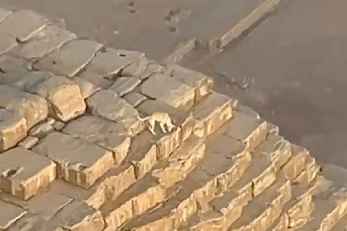 A dog was spotted on top of the second tallest of Egypt's Great Pyramids.